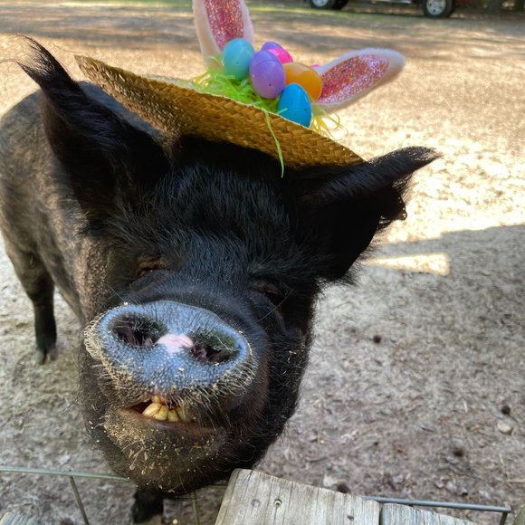 ❤Southern Oaks Sanctuary-All Sales Support our Non-Profit❤ - Picture 16 of 16